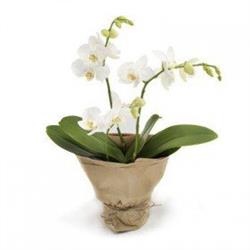 Biały Phalaenopsis
