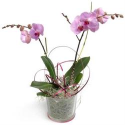 Cukierkowa Orchidea